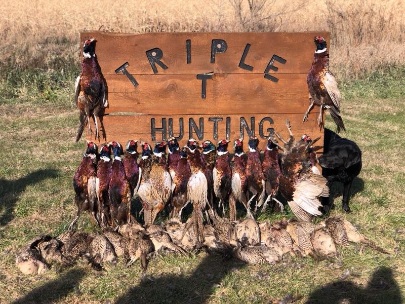 Triple T Pheasant Hunt